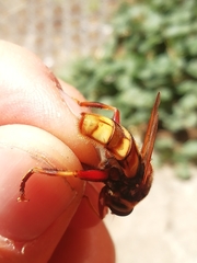 Milesia crabroniformis