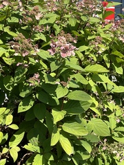 Hydrangea paniculata