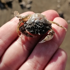 Liocarcinus vernalis