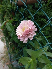 Chrysanthemum morifolium