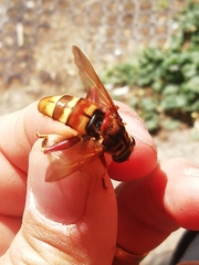 Milesia crabroniformis