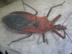 Rhynocoris marginatus