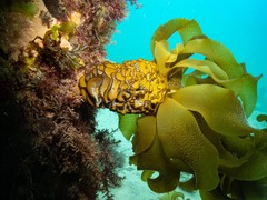 Undaria pinnatifida