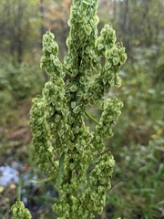 Rumex britannica