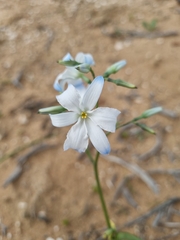 Zephyra elegans