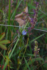 Lomatogonium carinthiacum