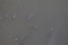 Oreochromis