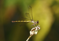 Diphlebia euphoeoides