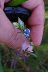 Lomatogonium carinthiacum