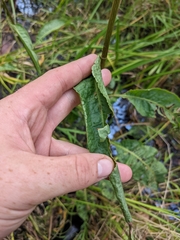 Rumex britannica