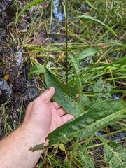 Rumex britannica
