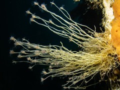 Tubulariidae