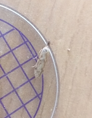 Blastobasis lacticolella