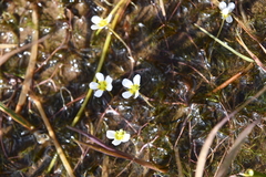 Ranunculus confervoides