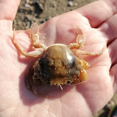 Liocarcinus holsatus