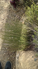 Lygodesmia grandiflora