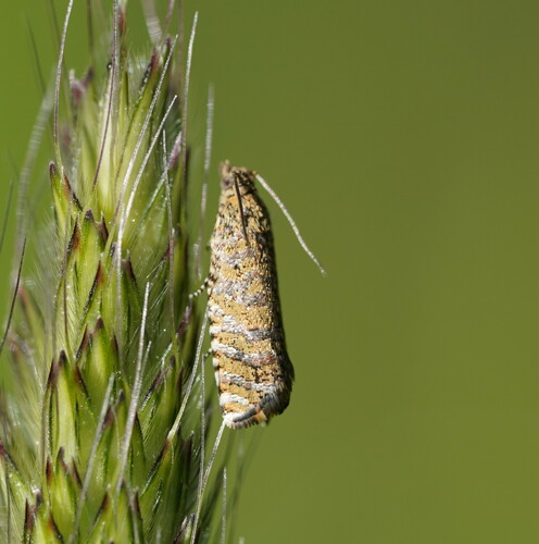 género Isochorista · NaturaLista Colombia