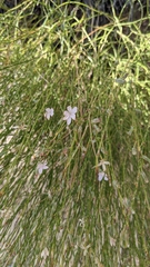 Lygodesmia grandiflora