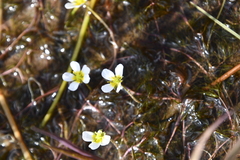 Ranunculus confervoides