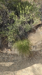 Lygodesmia grandiflora