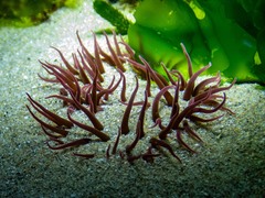 Actiniidae