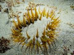 Actiniidae