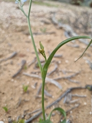 Zephyra elegans