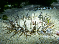 Actiniidae