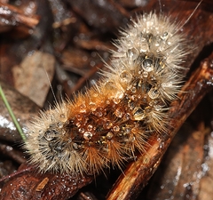 Arctiinae