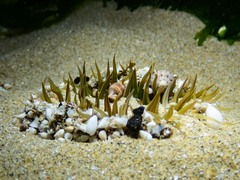 Actiniidae