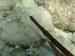 Syngnathus typhle