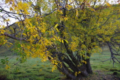 Salix pyrolifolia