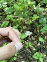 Mycena sanguinolenta