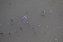 Oreochromis