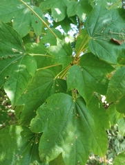 Kalopanax septemlobus