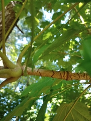 Kalopanax septemlobus