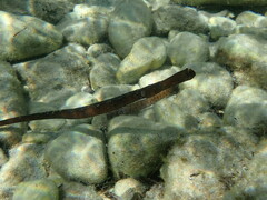 Syngnathus typhle