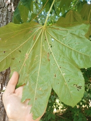 Kalopanax septemlobus