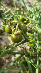 Solanum triflorum