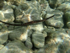 Syngnathus typhle