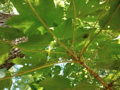 Kalopanax septemlobus