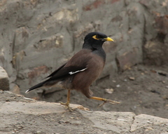 Acridotheres tristis