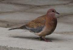 Streptopelia senegalensis