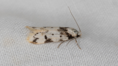Sympoecila delotypa