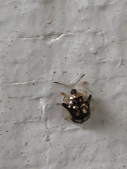 Deloyala guttata