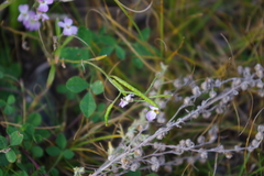 Dontostemon integrifolius