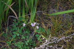 Dontostemon integrifolius