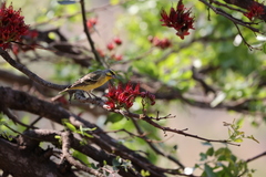 Crithagra mozambica