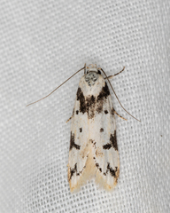 Sympoecila delotypa