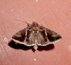 Chrysodeixis eriosoma